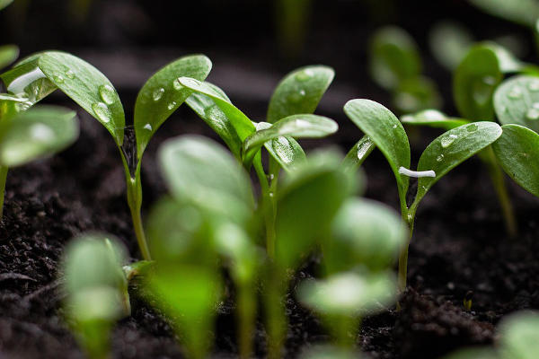 seedlings in soil