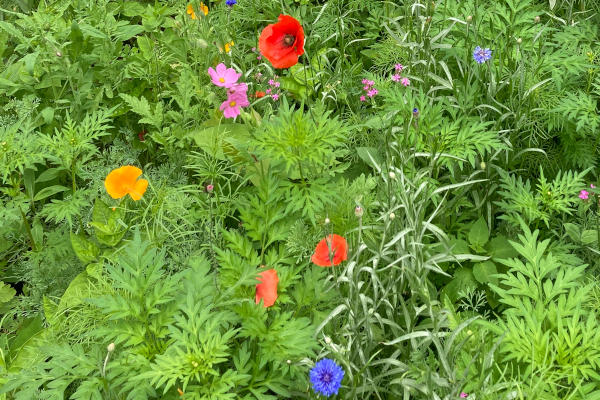 wildflower with butterfly