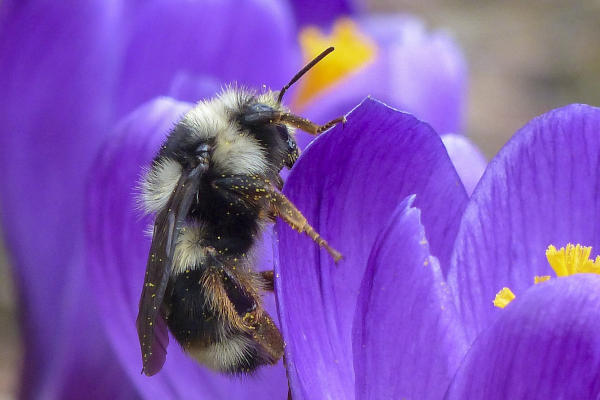 flower with bee